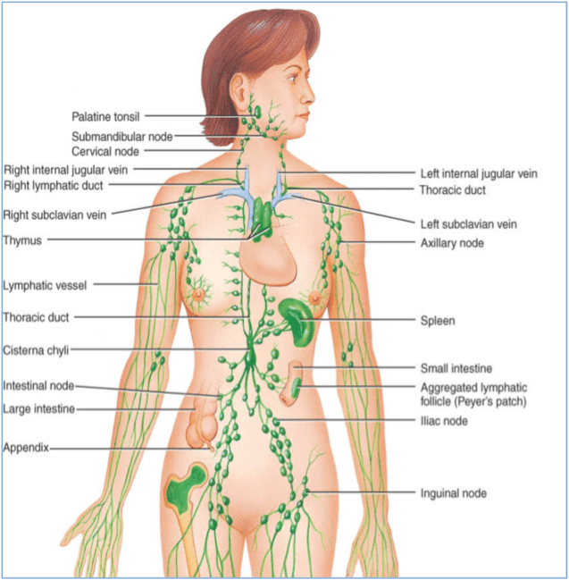 The Lymphatic System | Lisa Mack Thermology | Health | Lakeland Florida