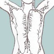 The Lymphatic System