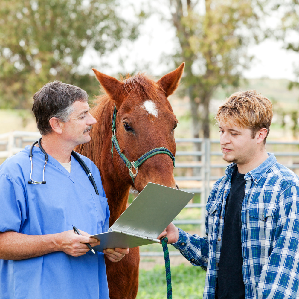 lisas-thermography-equine-services-2