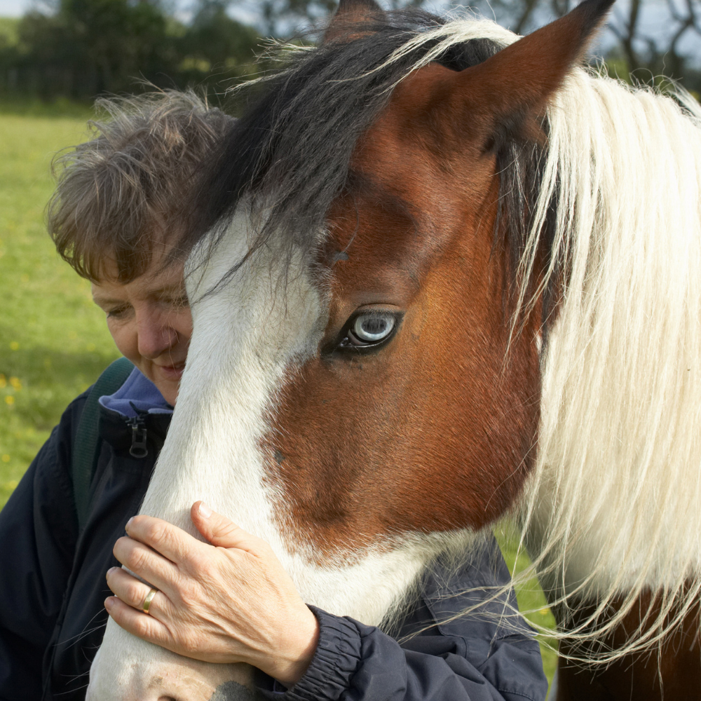 lisas-thermography-equine-services